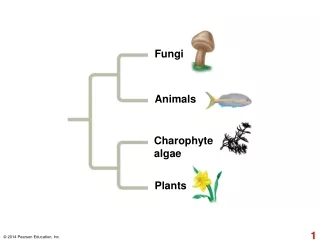 Charophyte algae