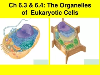 Ch  6.3 &amp; 6.4: The Organelles of  Eukaryotic Cells