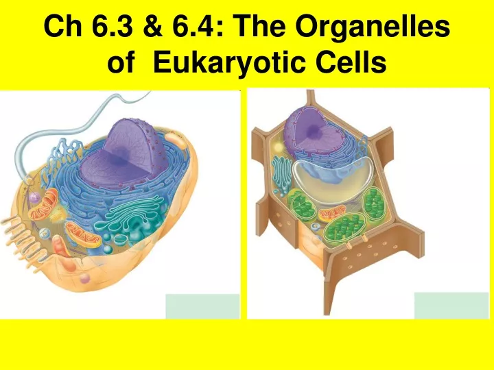 ch 6 3 6 4 the organelles of eukaryotic cells