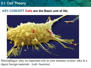 KEY CONCEPT  Cells  are the Basic unit of life.