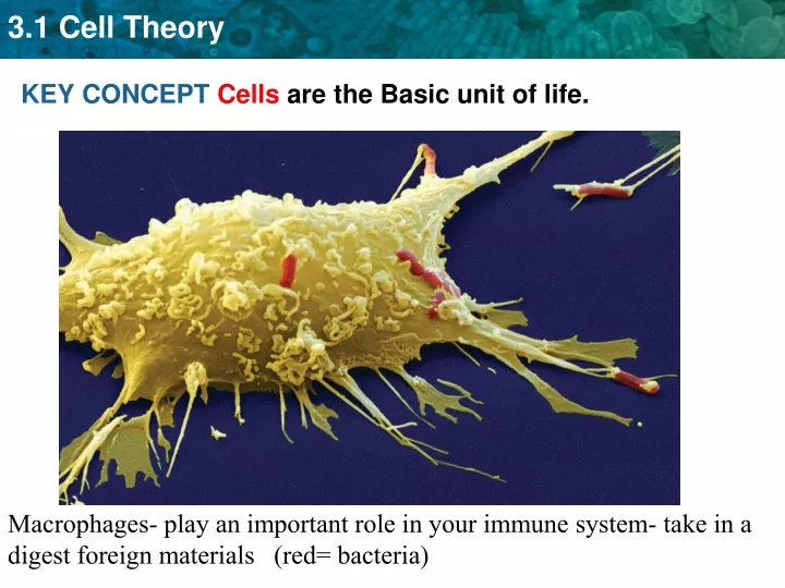 key concept cells are the basic unit of life