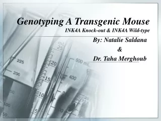 Genotyping A Transgenic Mouse INK4A Knock-out &amp; INK4A Wild-type