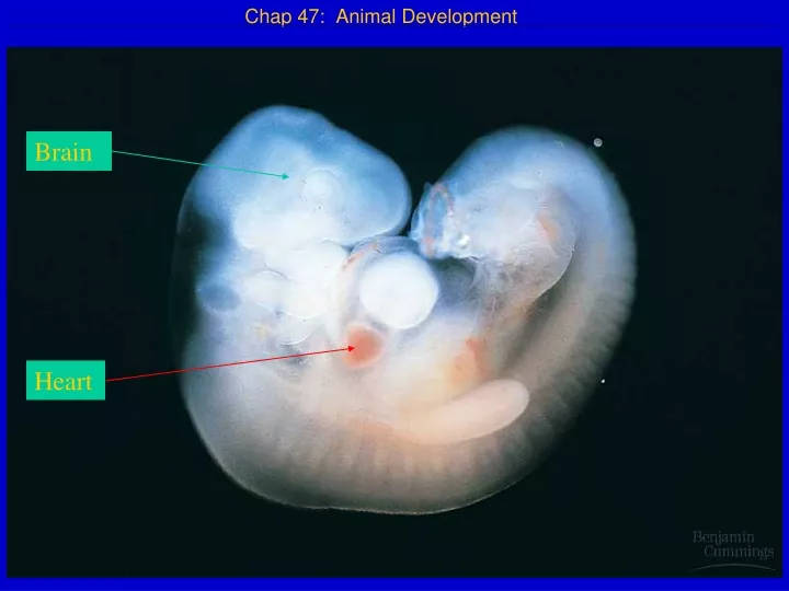 chap 47 animal development