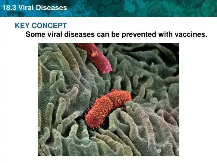 key concept some viral diseases can be prevented