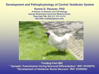 Development and Pathophysiology of Central Vestibular System
