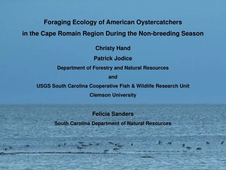 foraging ecology of american oystercatchers