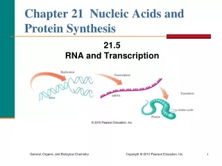 Chapter 21  Nucleic Acids and Protein Synthesis