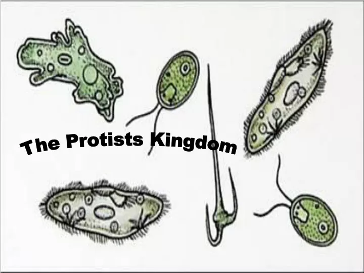 the protists kingdom