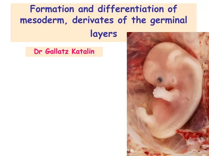formation and differentiation of mesoderm derivates of the germinal layers