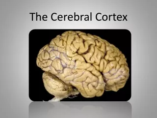 The Cerebral Cortex