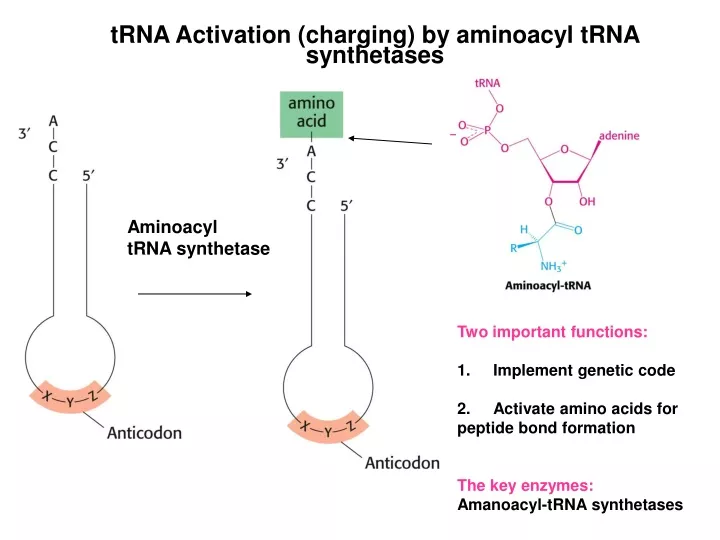 trna activation charging by aminoacyl trna