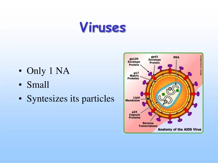 viruses