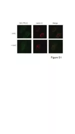 TPL2 Inhibition Regulates pERK1/2 Signaling and ERK2 Activity - slide 1