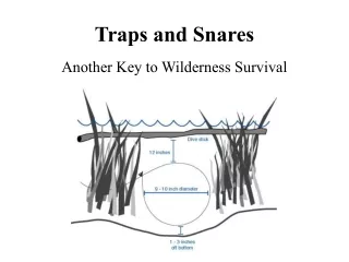 Traps and Snares