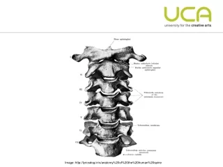 Image: lyricsdog/s/anatomy%20of%20the%20human%20spine