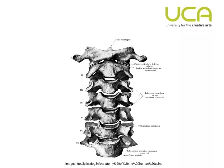 image http lyricsdog in s anatomy 20of 20the