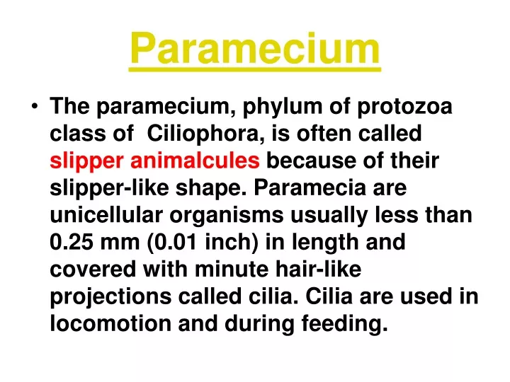 paramecium