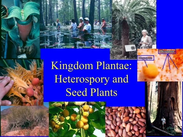 kingdom plantae heterospory and seed plants