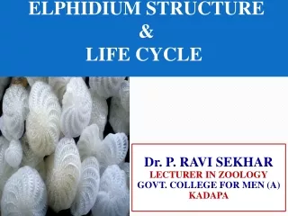 ELPHIDIUM STRUCTURE  &amp;  LIFE CYCLE