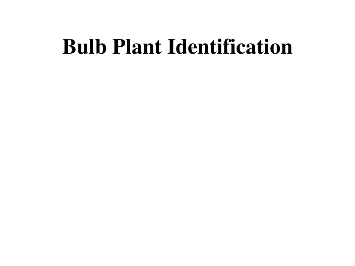 bulb plant identification