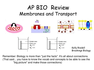 AP BIO  Review Membranes and Transport