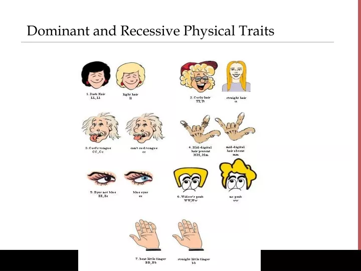 dominant and recessive physical traits
