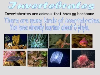 Invertebrates