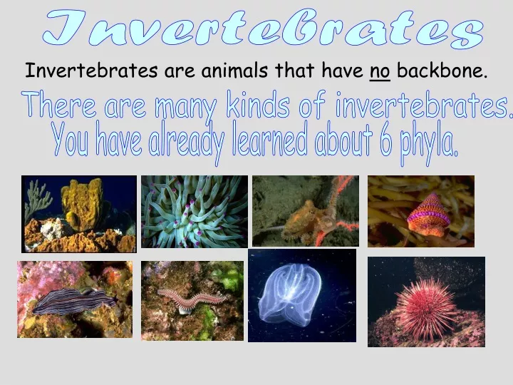 invertebrates