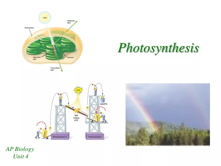 photosynthesis