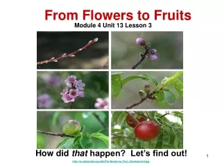 en.wikipedia/wiki/File:Nectarine_Fruit_Development.jpg