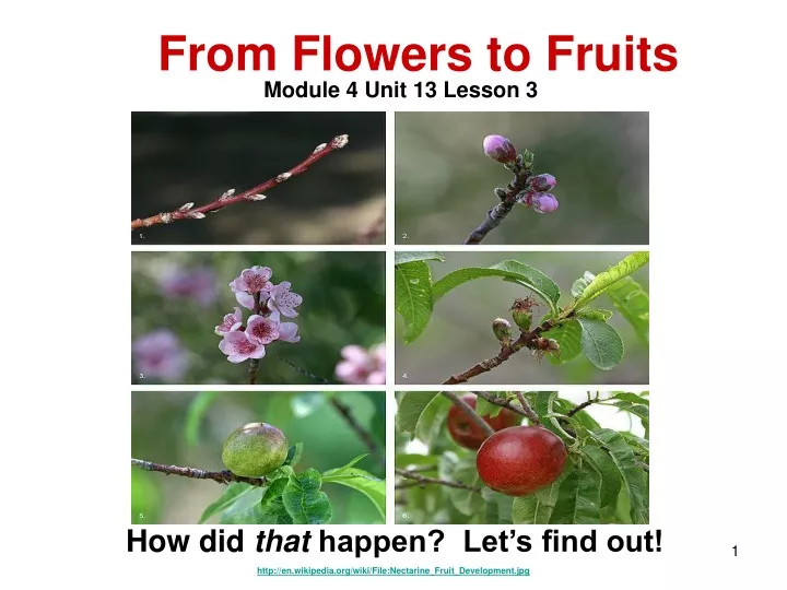 http en wikipedia org wiki file nectarine fruit development jpg