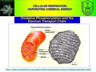 CELLULAR RESPIRATION:                                    HARVESTING CHEMICAL ENERGY