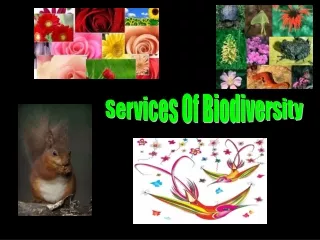 Services Of Biodiversity
