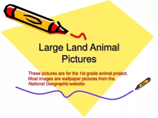 Large Land Animal Pictures