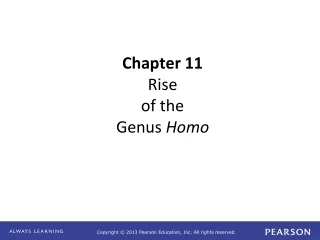 Chapter 11 Rise  of the  Genus  Homo