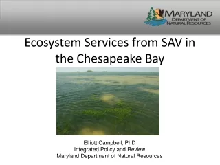 Ecosystem Services from SAV in the Chesapeake Bay