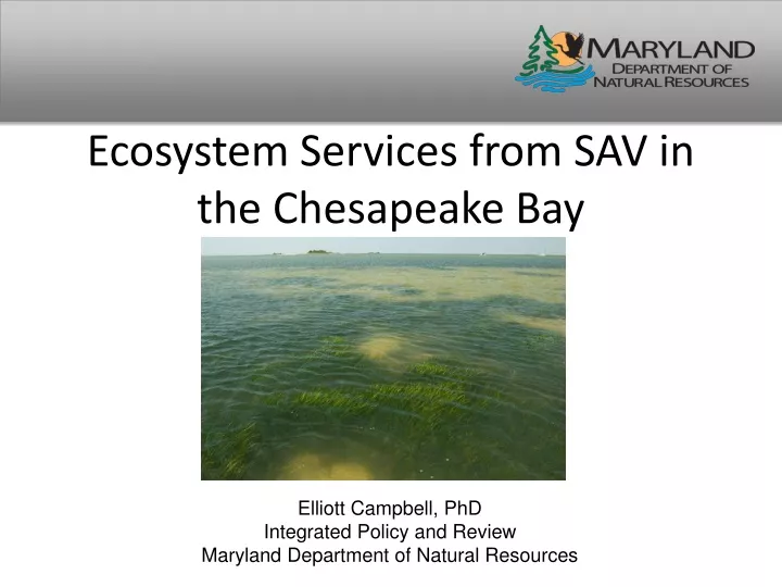 ecosystem services from sav in the chesapeake bay