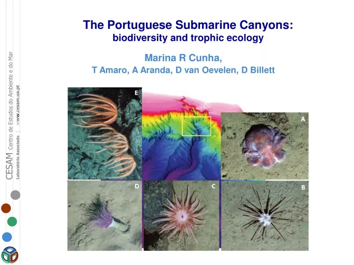 the portuguese submarine canyons biodiversity