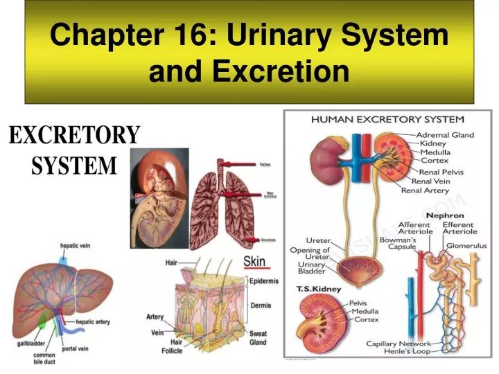 chapter 16 urinary system and excretion