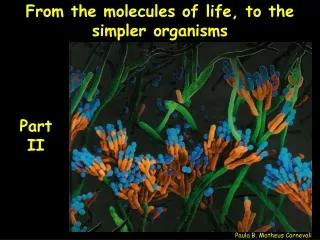 From the molecules of life, to the simpler organisms