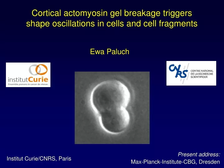 cortical actomyosin gel breakage triggers shape