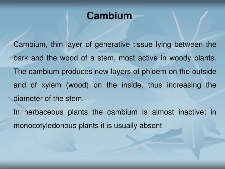 cambium