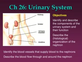 Ch 26: Urinary System