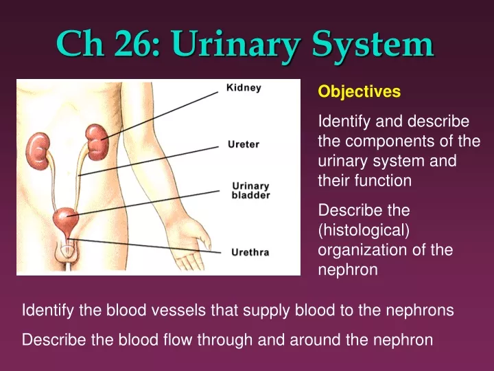 ch 26 urinary system