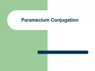 Paramecium Conjugation