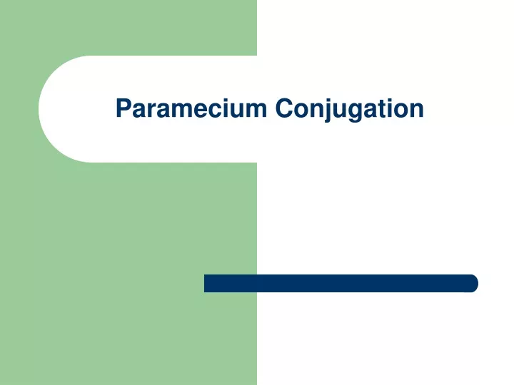 paramecium conjugation