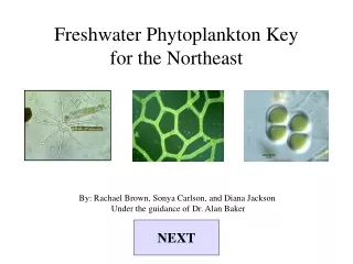 Freshwater Phytoplankton Key for the Northeast