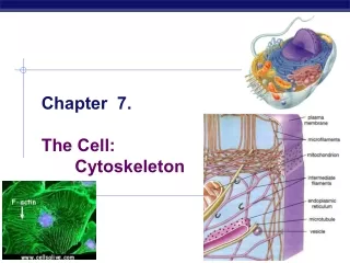 Chapter  7. The Cell:  	Cytoskeleton