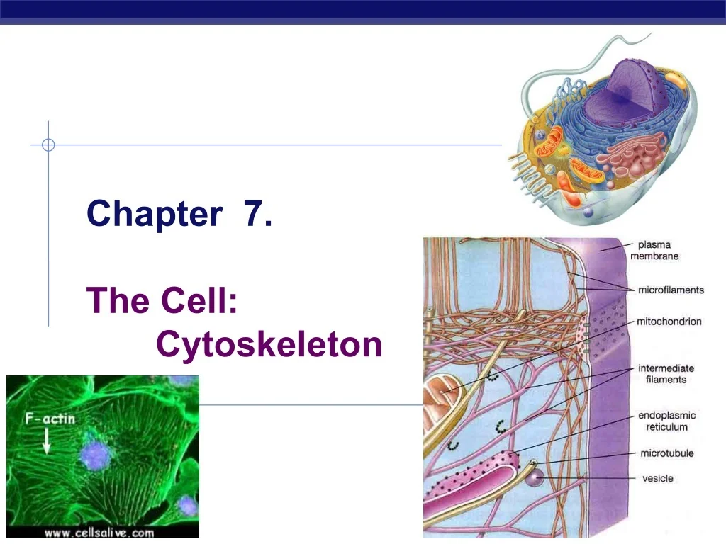 PPT - Essential Cytoskeleton Structures: Function and Maintenance ...