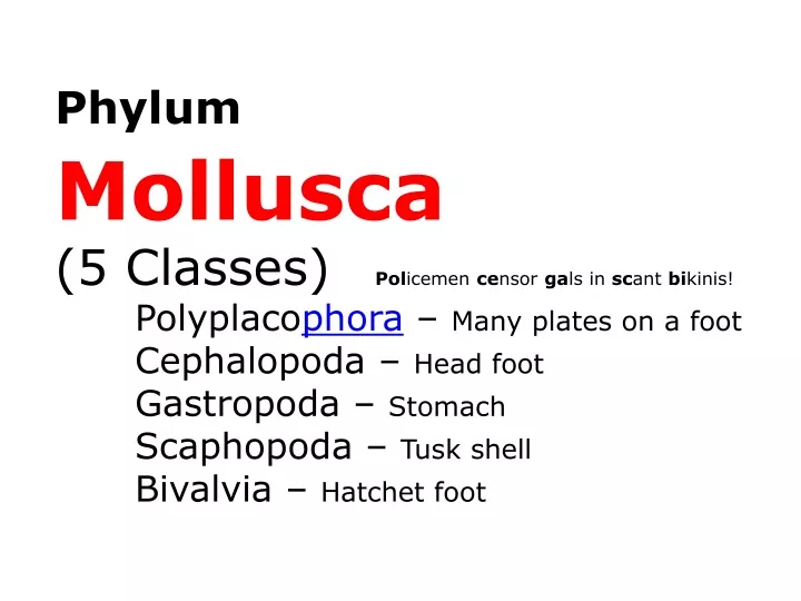 phylum mollusca 5 classes pol icemen ce nsor